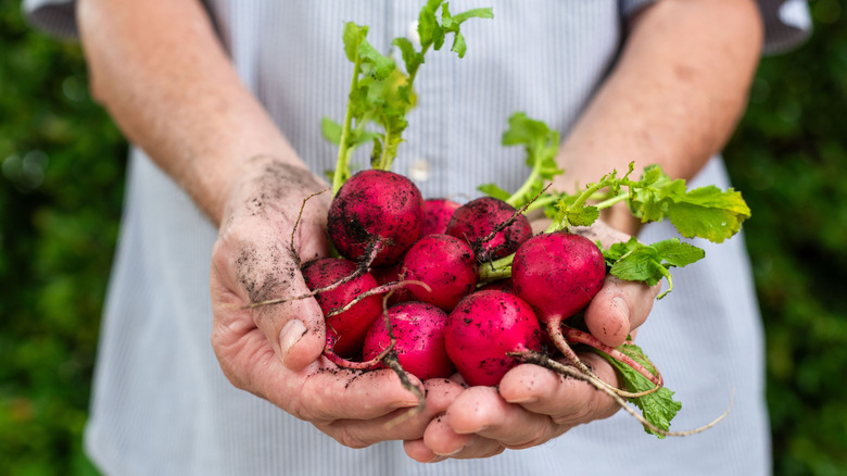 Hands holding fresh-picked radishes