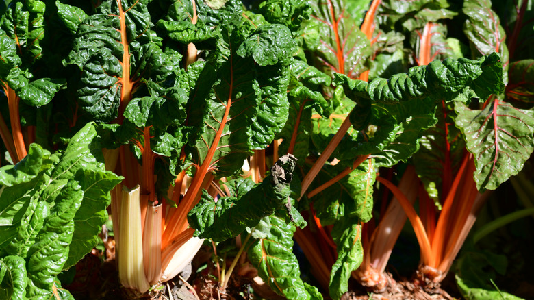 Rainbow chard in garden