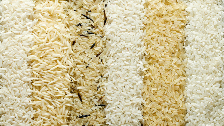 Six different types of rice, formed in separate lines