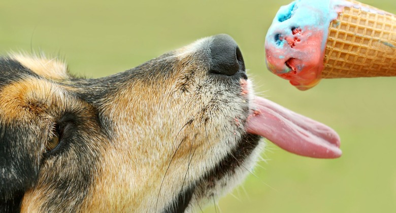 8 Secret Fast Food Menu Items for Your Dog