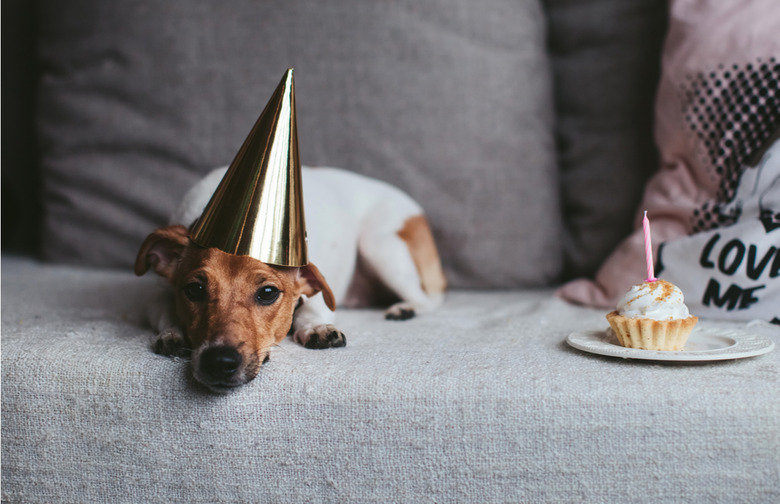 Sprinkles: Doggie Cupcakes
