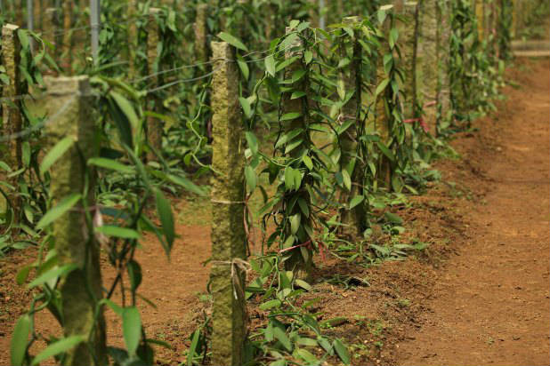 8 Surprising Things You Didn t Know About Vanilla Slideshow 