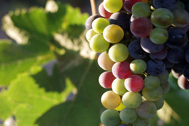 Guadalupe Valley, Mexico