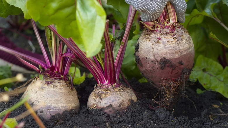 beets in the ground with one being harvested