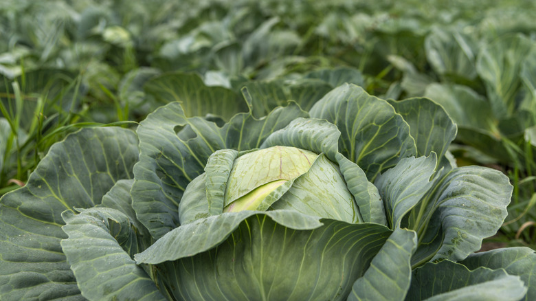 A field of green cabbages