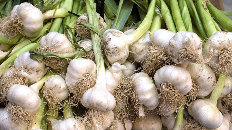 Freshly picked garlic bulbs