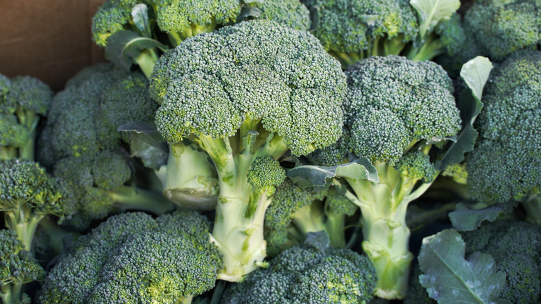 Pile of fresh broccoli