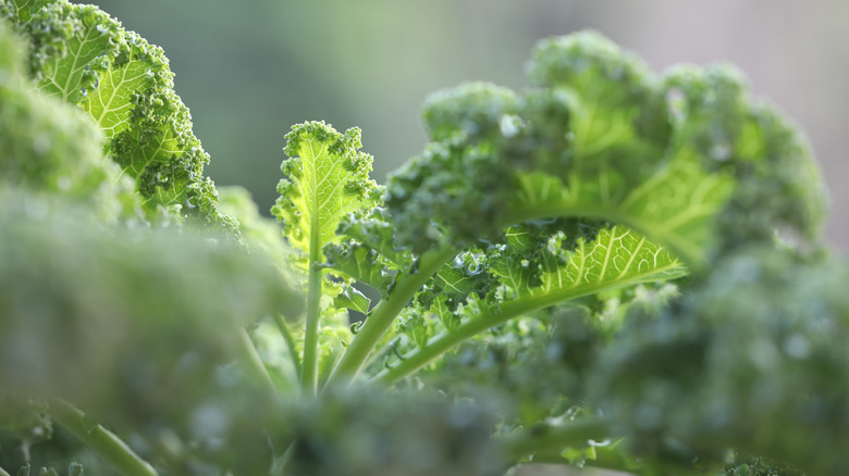 Kale growing from the ground