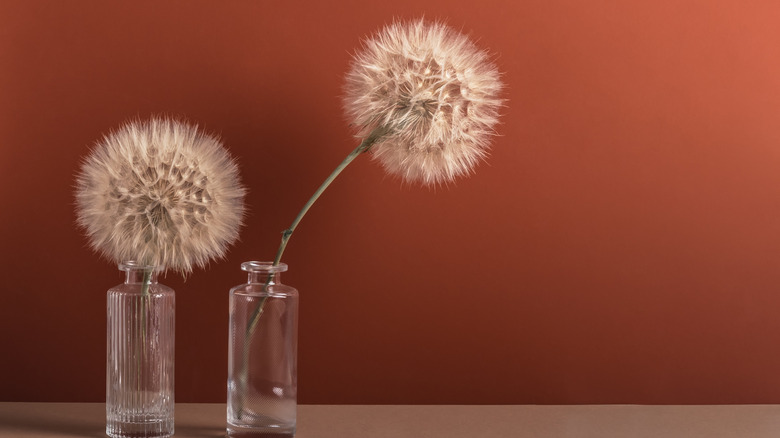 Dandelions in vases against a dark teracotta wall