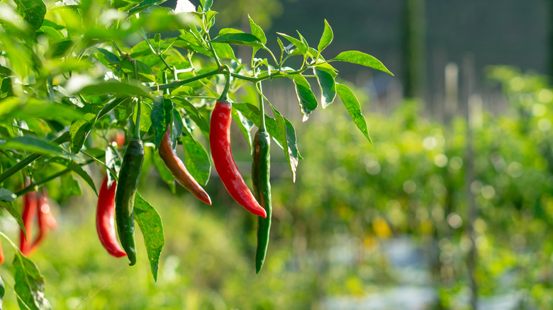 Green and red chilies growing on a branch