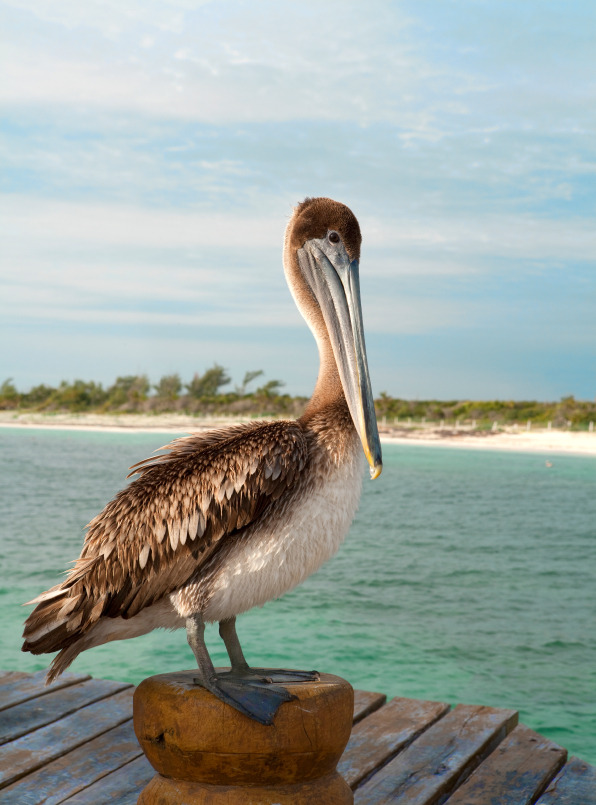 Playa del Carmen's Brown Pelican