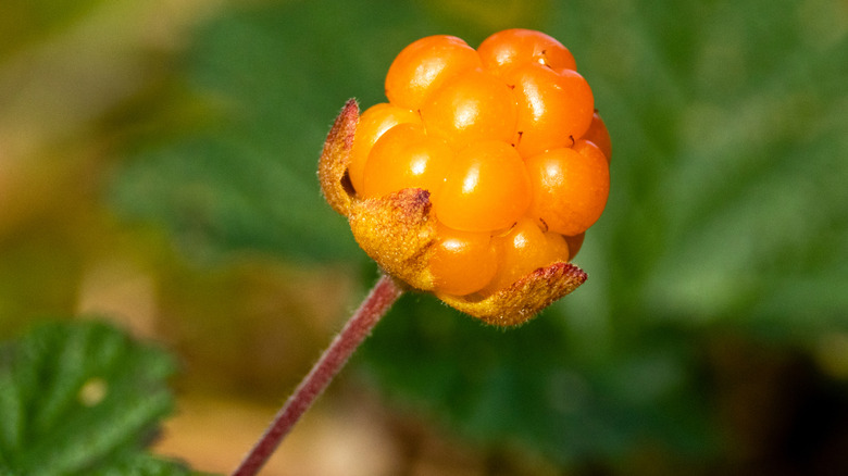 A single cloudberry grows from a bush