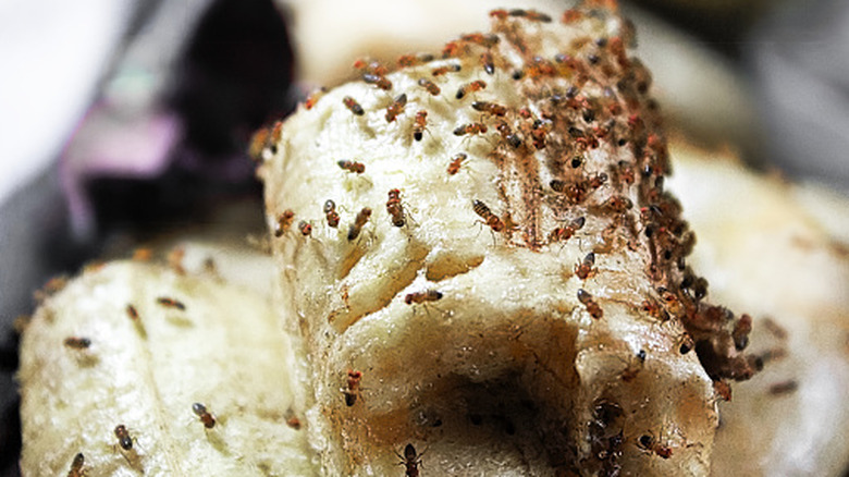 Fruit flies crawl over a banana