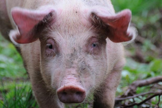  A Porker in the Family