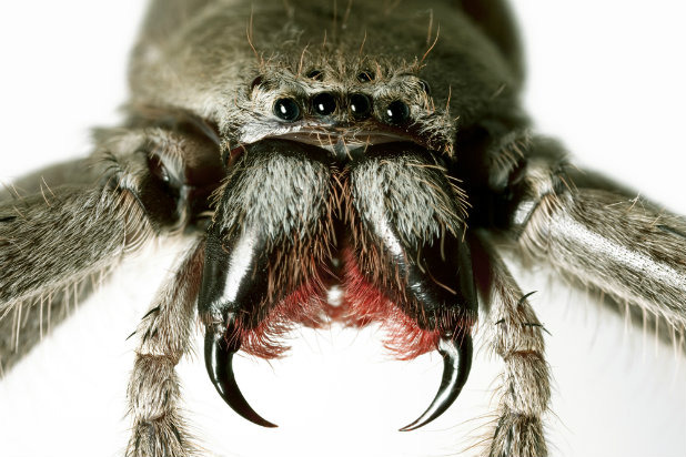 A Creepy-Crawly Surprise