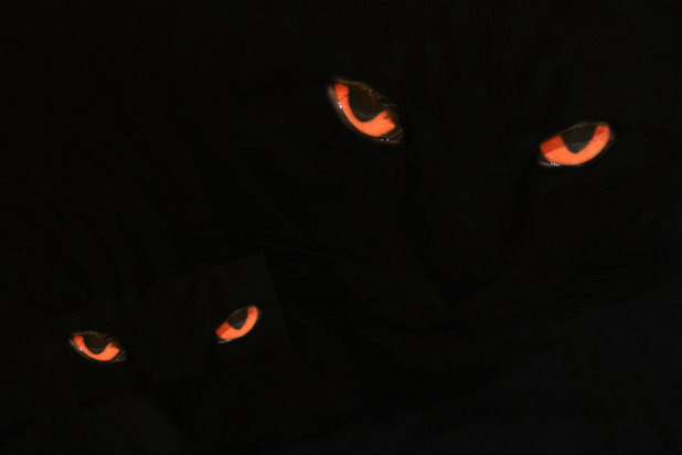 What's In the Bushes?