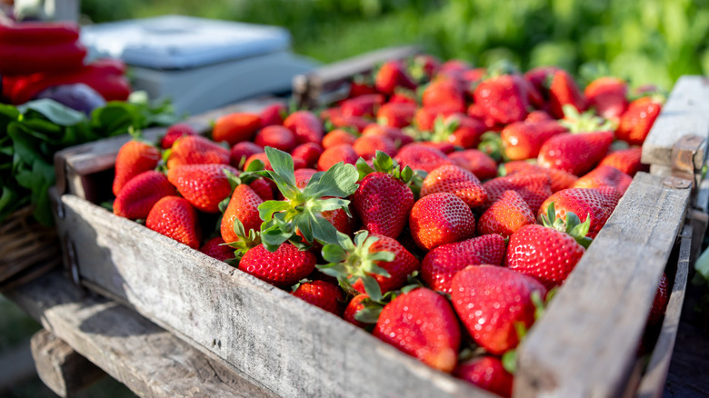 A wood basket of strawberries at a farm