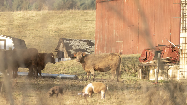 cattle and pigs in front of a barn
