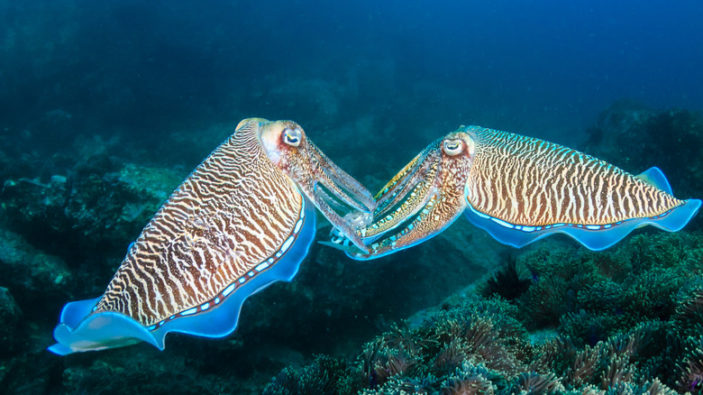 A Beginner s Guide To Cuttlefish And How To Use It