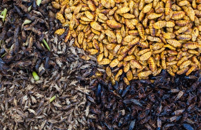 A Beginner's Guide to Eating Exotic Animals (Slideshow)