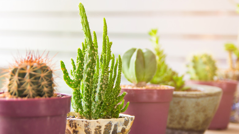various cactus in different pots