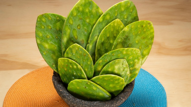 fresh nopales in a molcajete