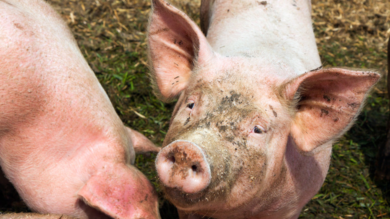 Pig with mud on face