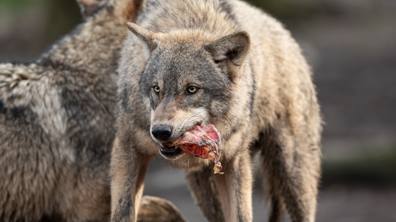 Wolf eating meat