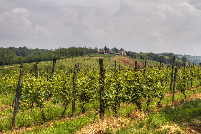 Beginner's Guide to Nebbiolo