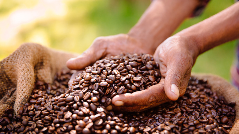 Hands holding coffee beans