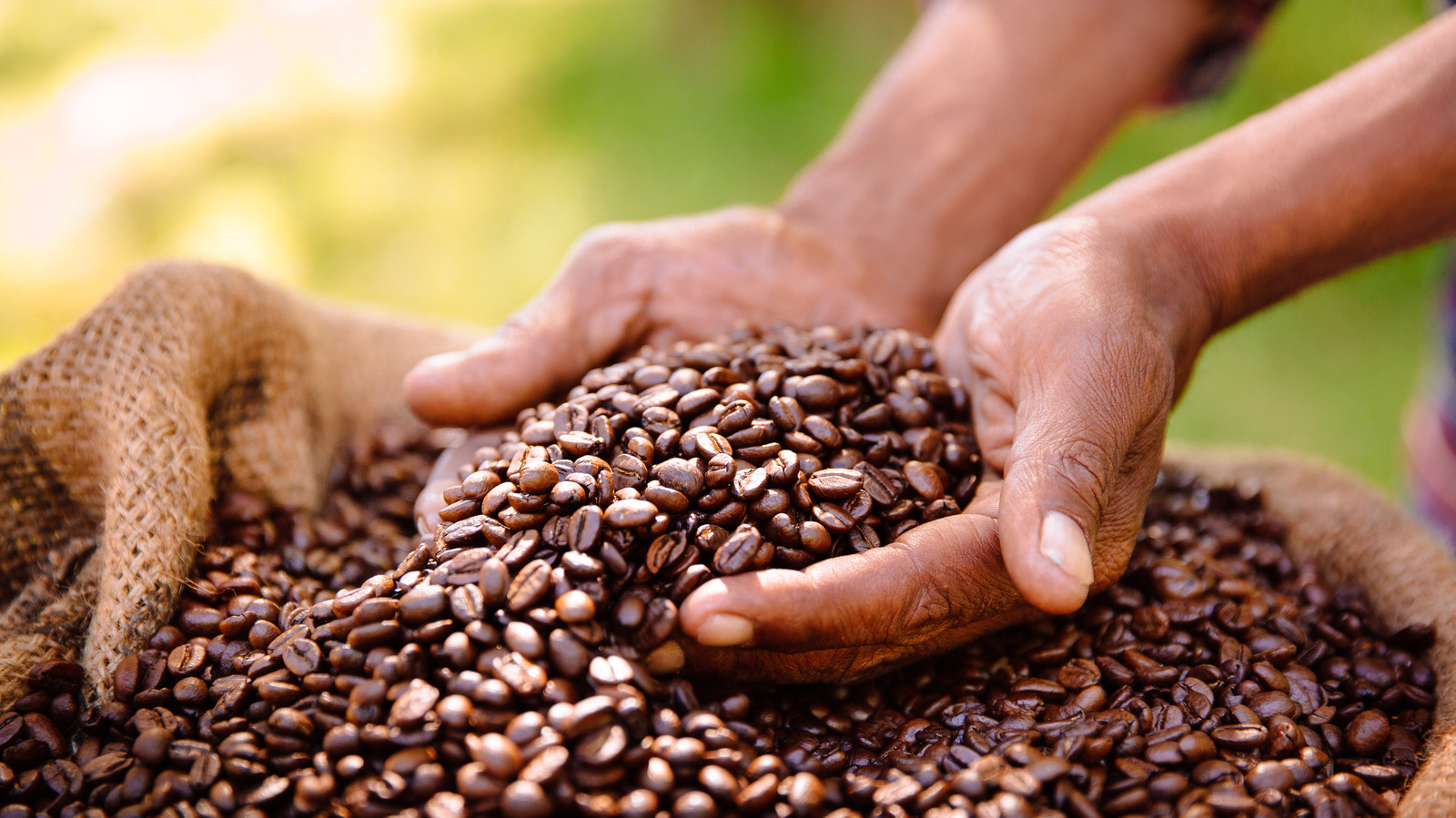 A Beginner's Guide To The Wide World Of Coffee Beans
