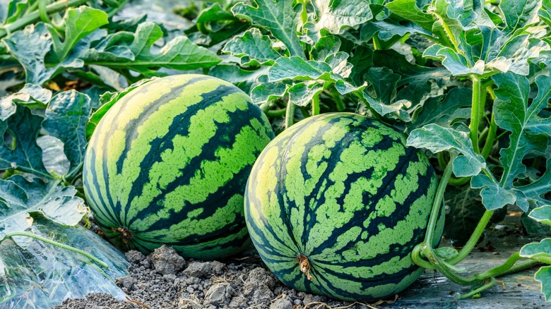 two watermelons on vine