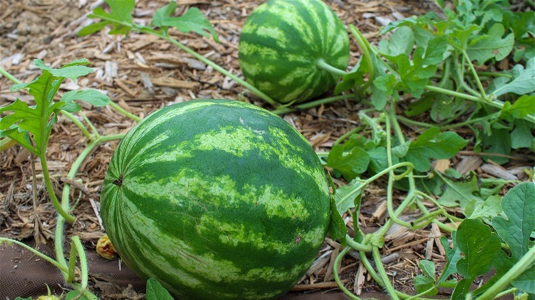 girl eating watermelon slice