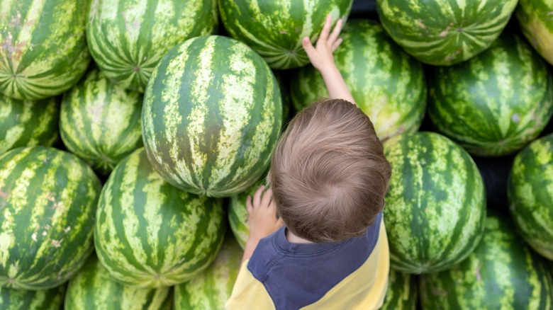 boy picking watermelon