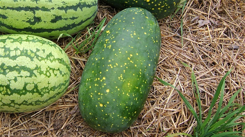 sliced watermelon on platter
