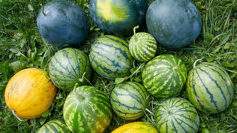A Beginner s Guide To Watermelon Varieties