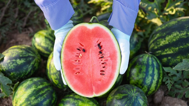 hands holding watermelon half