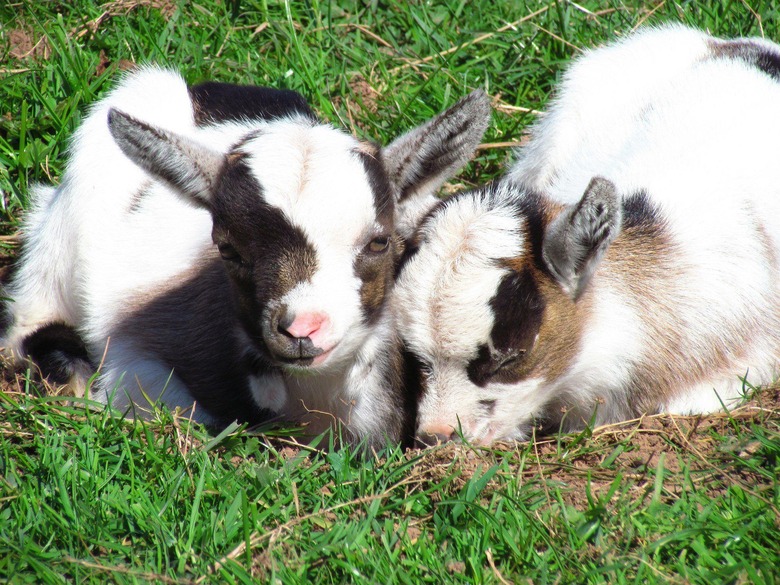 A Farm in Virginia Needs Volunteers to Cuddle with Its Baby Goats 
