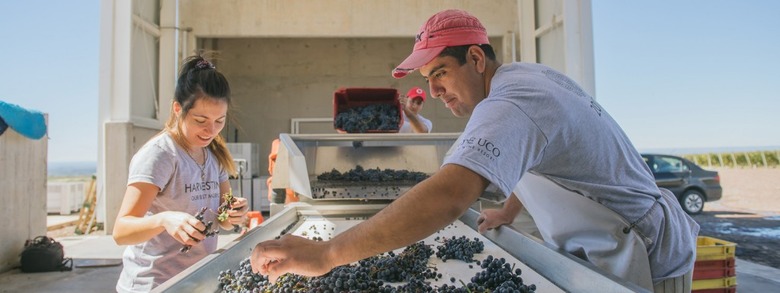 workers picking grapes in vineyard