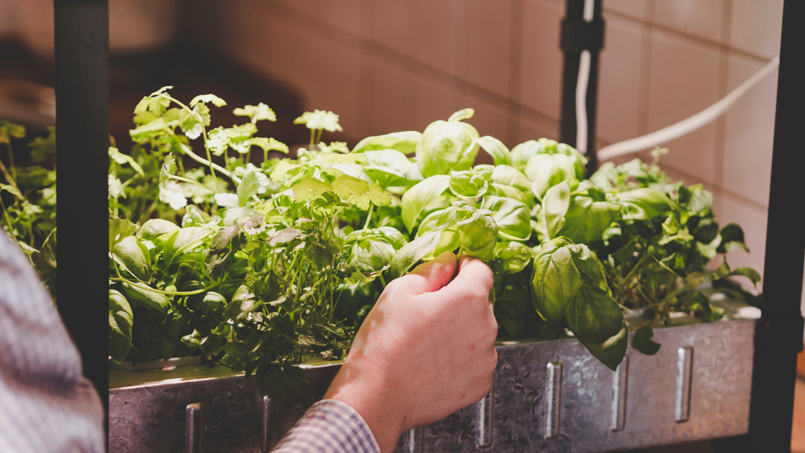 Indoor Permaculture: A Beginner's Guide to Growing an Apartment Garden