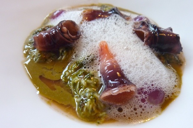 Cold Sea Anemone with Bernacles