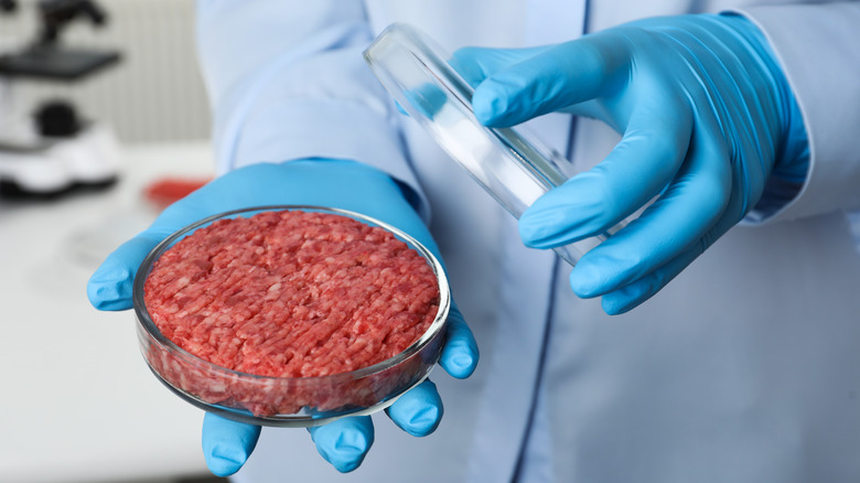 cultured meat in petri dish 