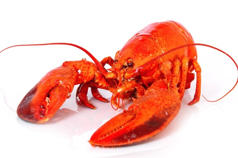 A Third of Lobster Dishes in Restaurants Found to Contain Cheaper Fish