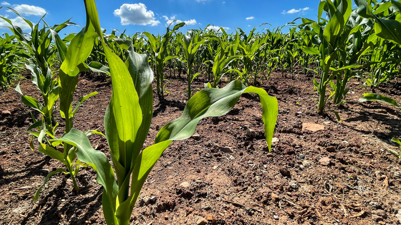 Corn plants growing in fields