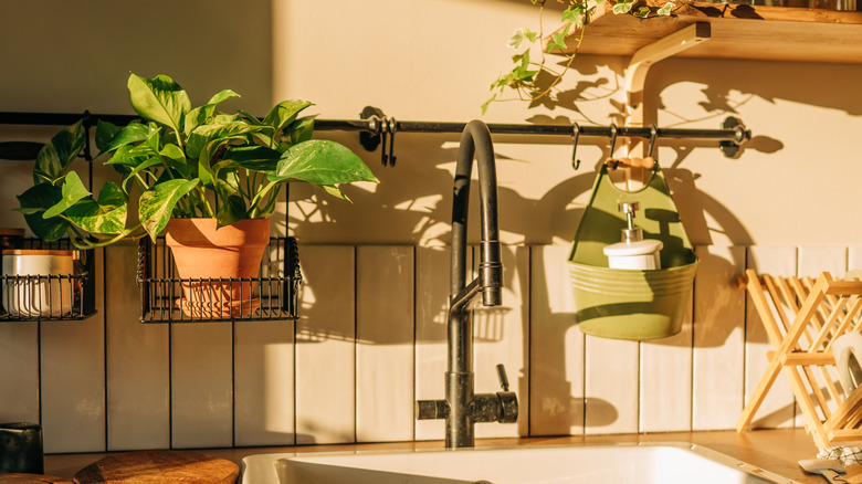 A kitchen sink with short backsplash of single row of tile, adorned with plants in pots