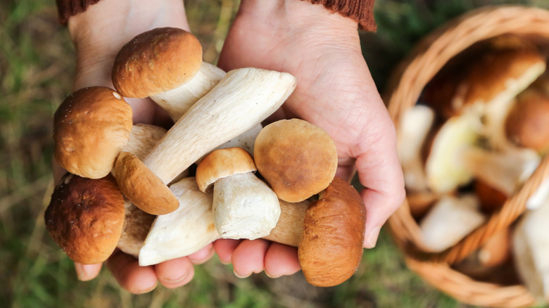 Close up of person holding fresh mushrooms
