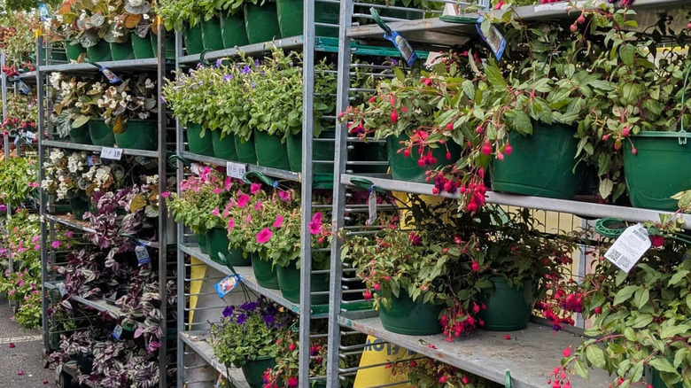 Plants on a rack at gardening center at Lidl