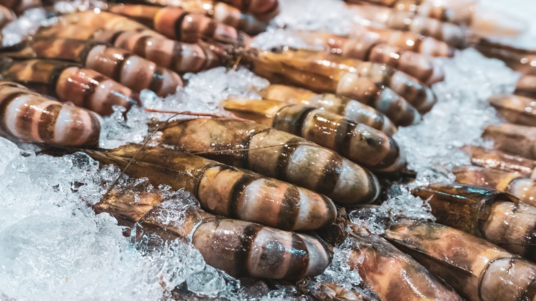 Black tiger shrimp on ice