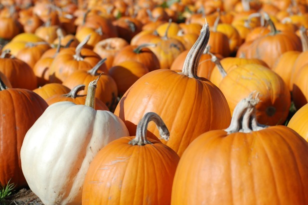 Amazing Health Benefits of Pumpkin