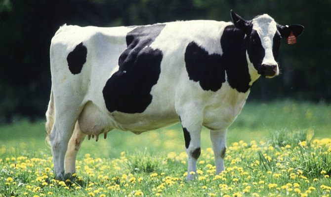 America is Experiencing an Organic Milk Shortage